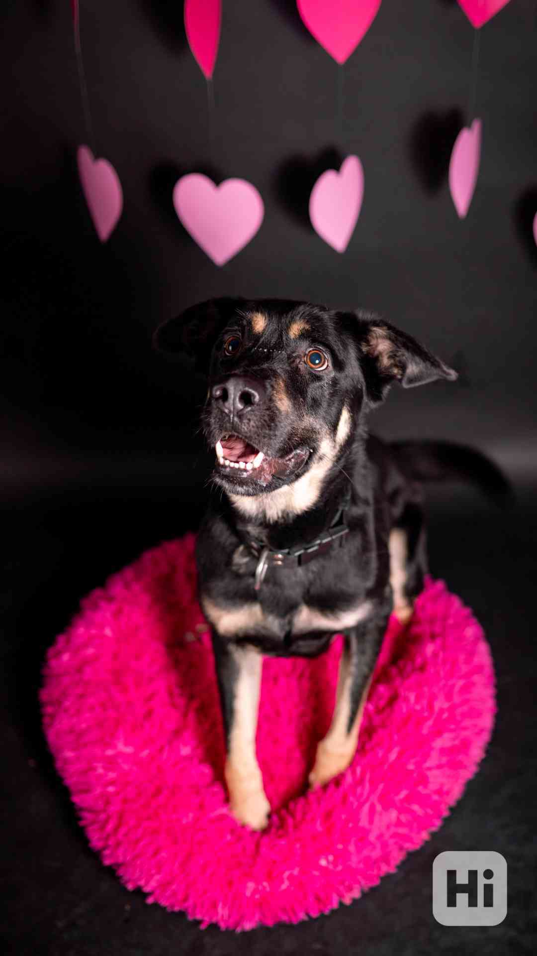 Persi - aktivní temperamentní kluk, 3 roky - foto 1