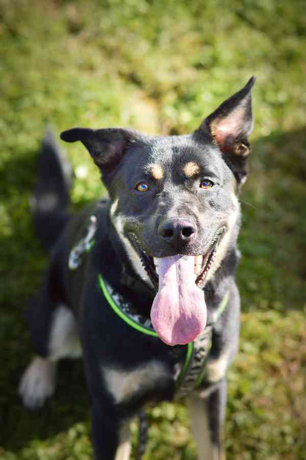 Persi - aktivní temperamentní kluk, 3 roky - foto 9