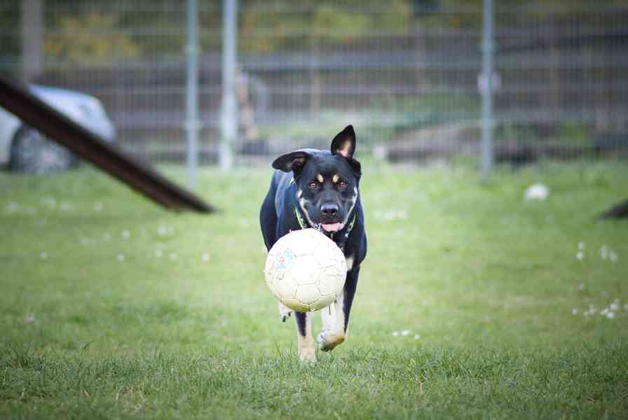 Persi - aktivní temperamentní kluk, 3 roky - foto 10