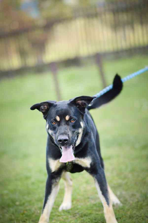 Persi - aktivní temperamentní kluk, 3 roky - foto 6
