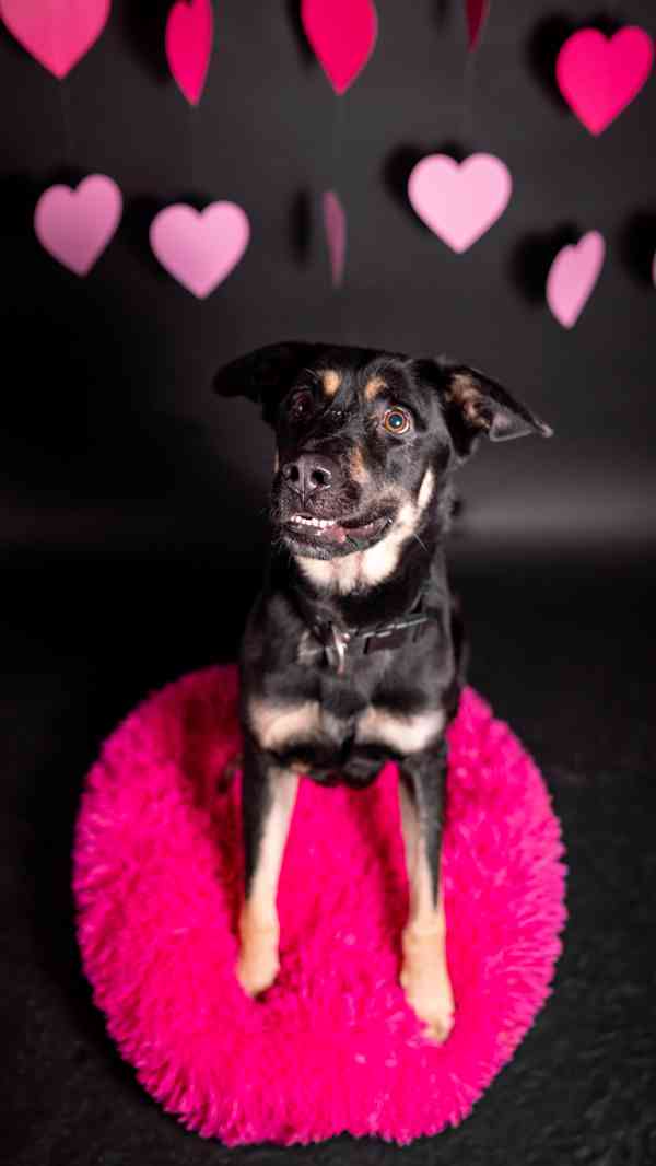 Persi - aktivní temperamentní kluk, 3 roky - foto 3