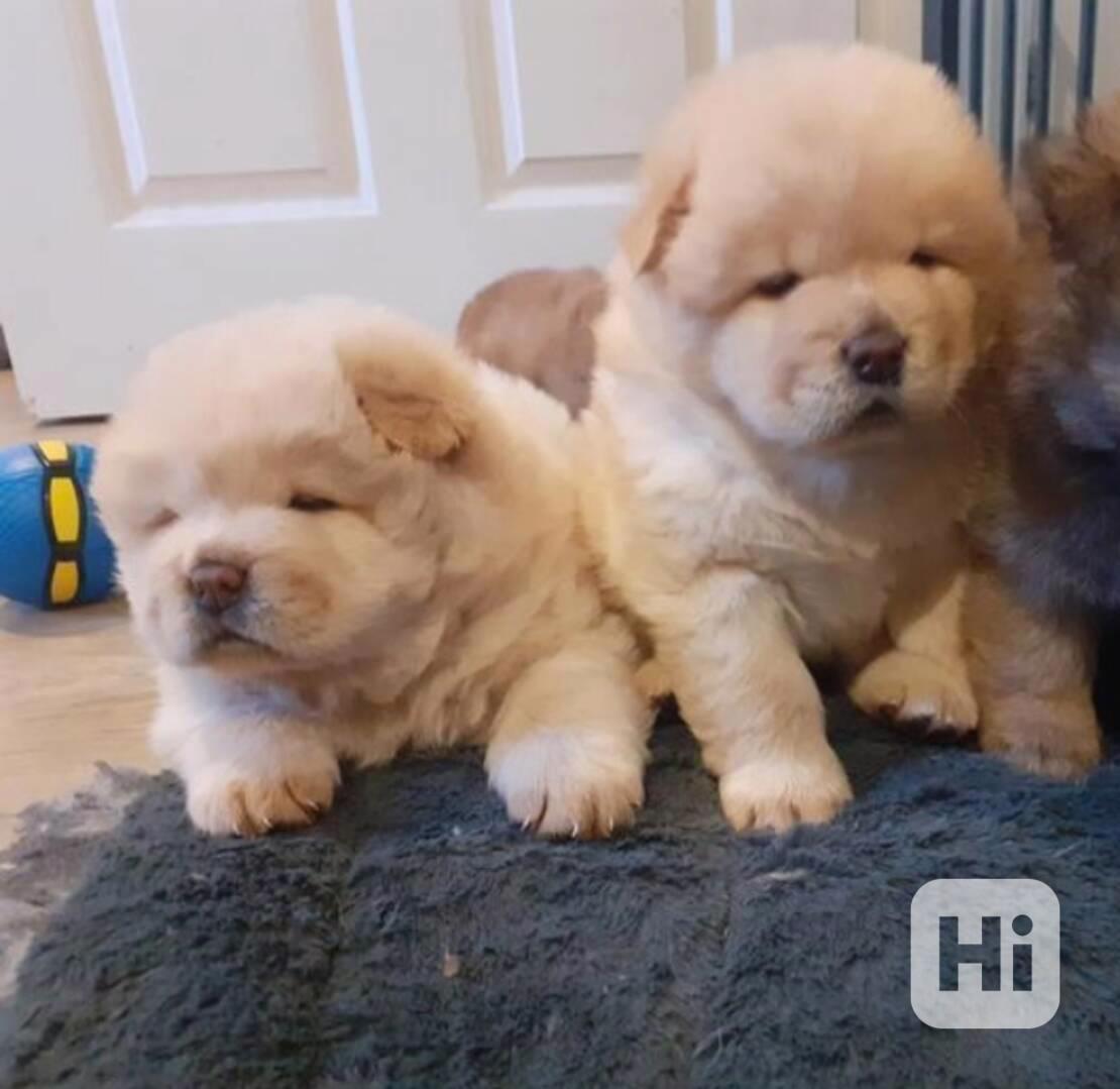 Chow Chow štěňata - foto 1