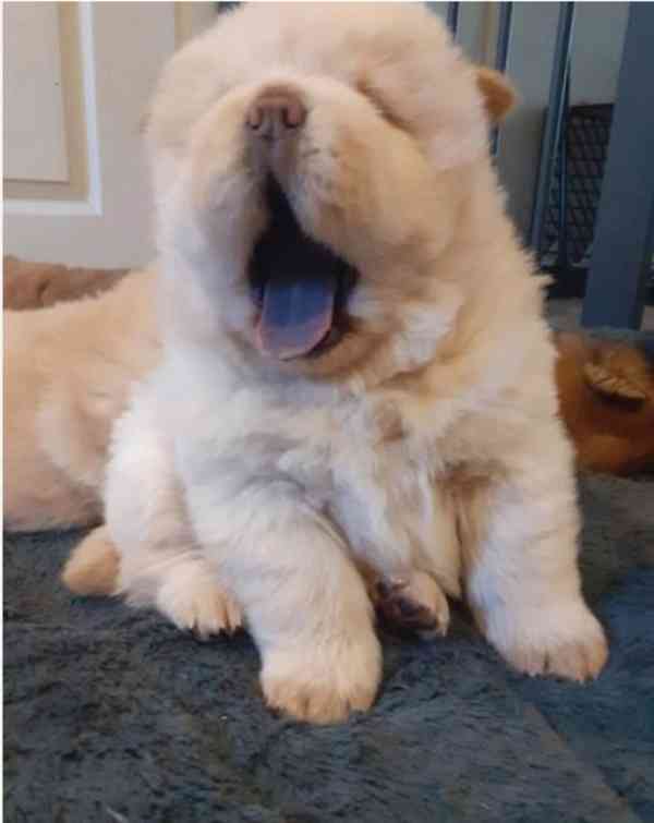 Chow Chow štěňata - foto 3