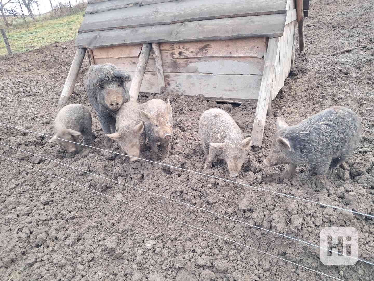 Selata mangalice - foto 1