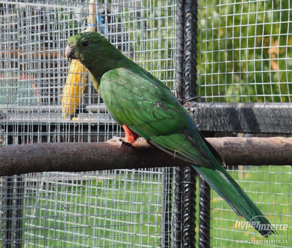 Papoušek královský - foto 1