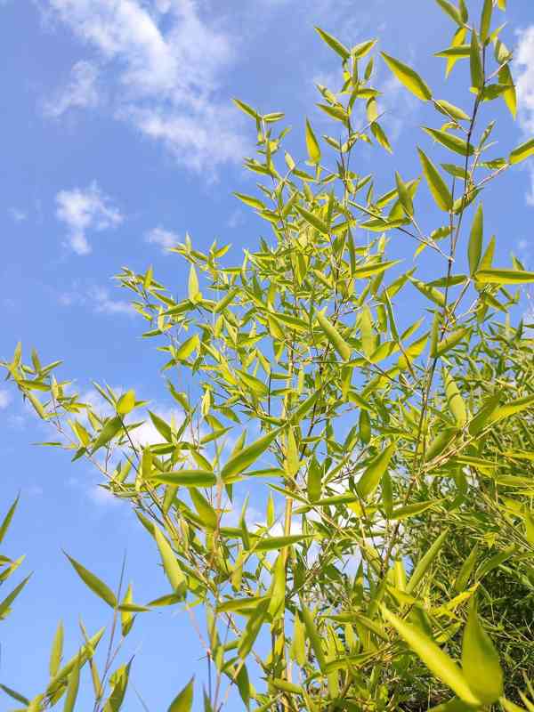 bambus Phyllostachys atrovaginata - foto 1