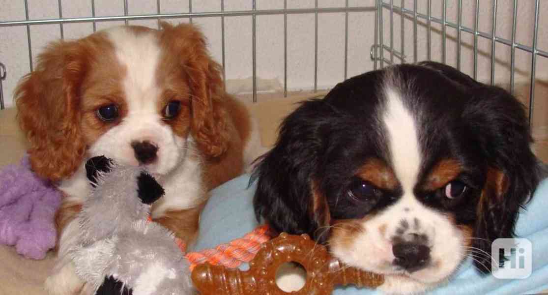 Domácí chov Kavalír King Charles španěl - foto 1