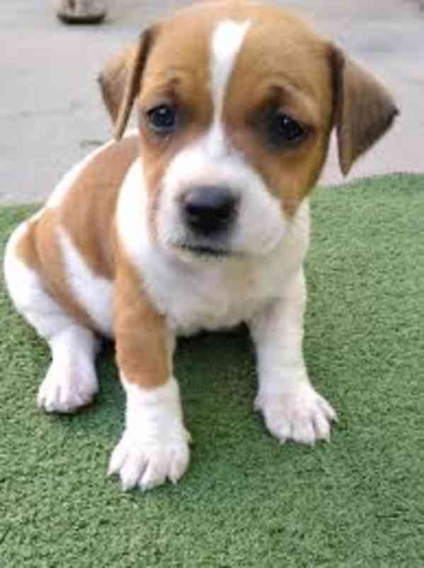 Roztomilá štěňata Jack Russell k adopci. - foto 1