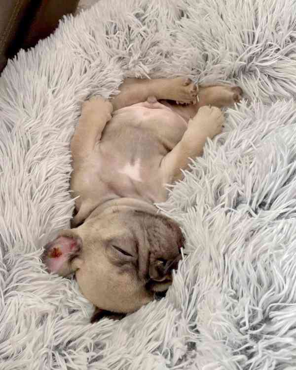 Štěňata francouzského buldočka k adopci.   - foto 3