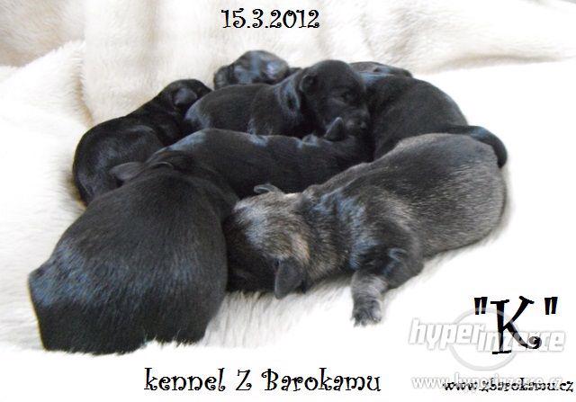 Knírač malý pepř a sůl s PP - foto 1