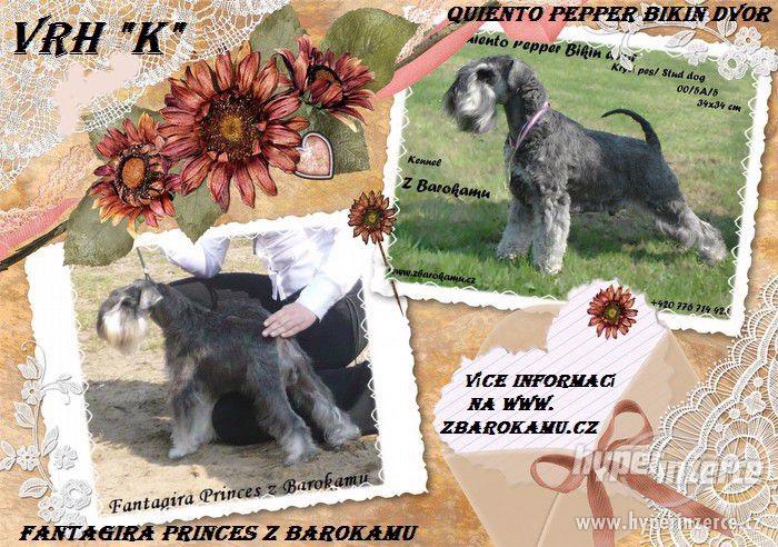 Knírač malý pepř a sůl s PP - foto 4