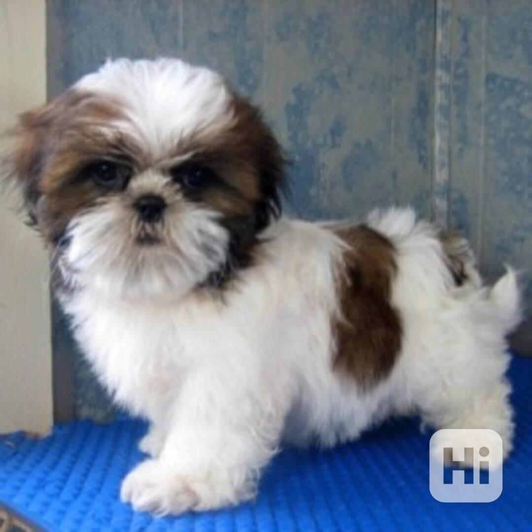 Pes Shih - tzu ke krytí (shi-tzu, shitzu) - foto 1