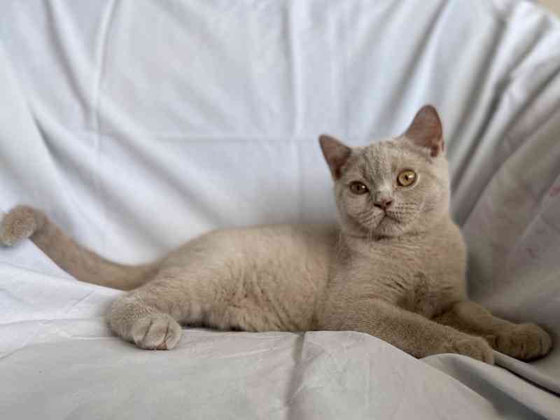 Britská lilová koťátka s PP již k odběru - foto 3