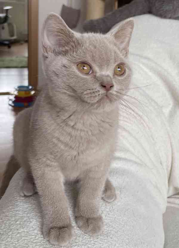 Britská lilová koťátka s PP již k odběru - foto 4