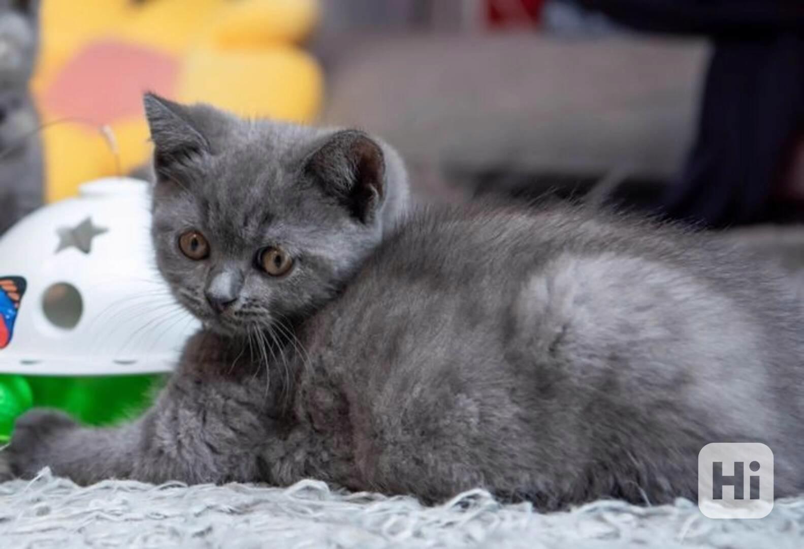 Rodokmen Britská krátkosrstá koťata Připravena k odchodu - foto 1