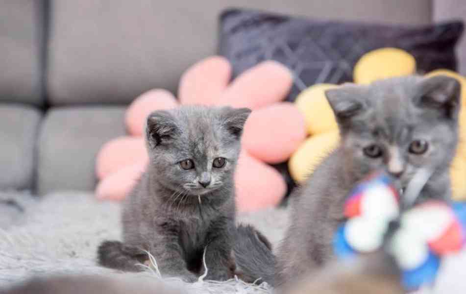 Rodokmen Britská krátkosrstá koťata Připravena k odchodu - foto 2