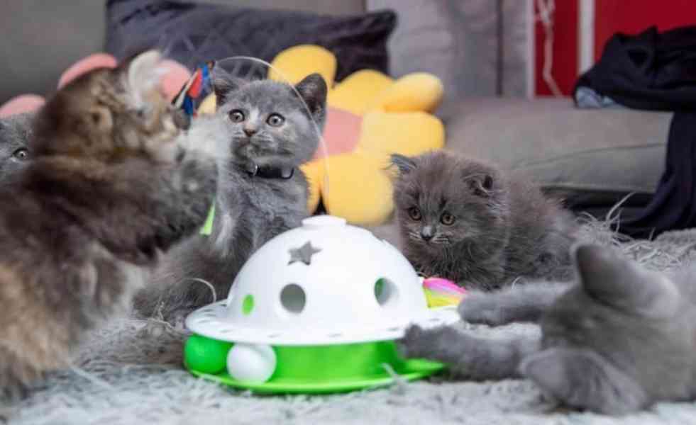 Rodokmen Britská krátkosrstá koťata Připravena k odchodu - foto 3