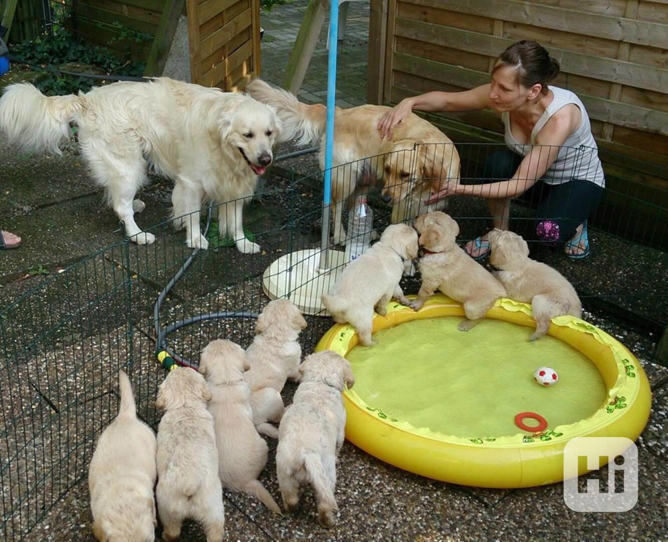 Štěňata zlatého retrívra k adopci - foto 1