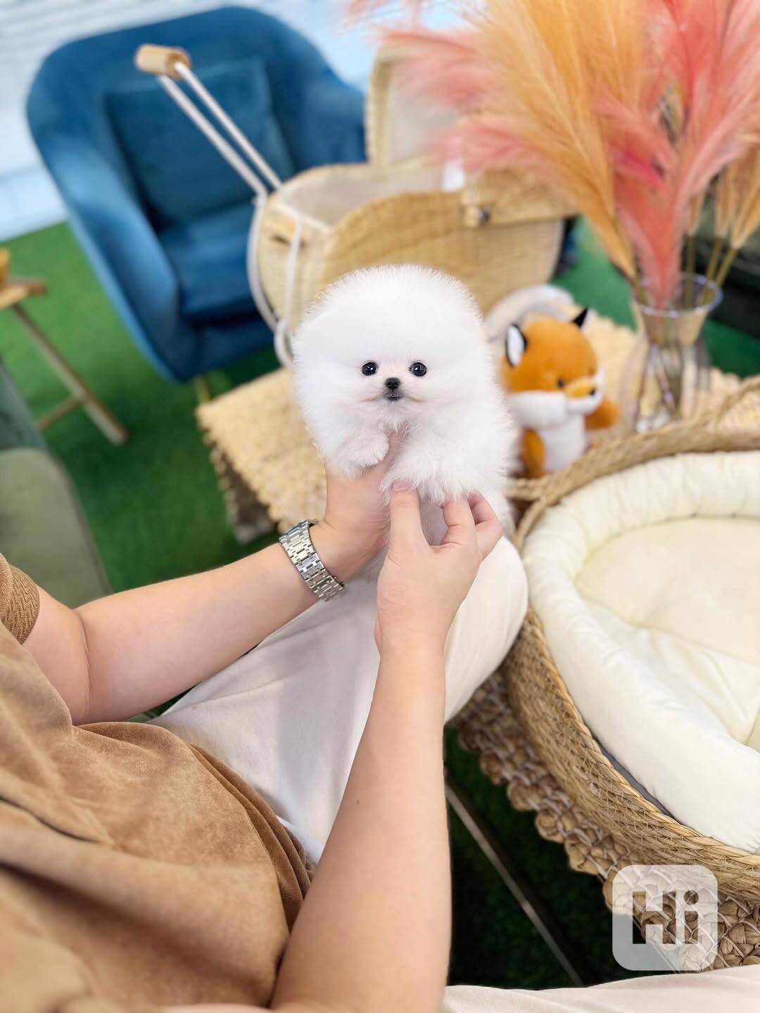 Roztomilá štěňátka pomeranského ovčáka hledají trvalý domov - foto 1