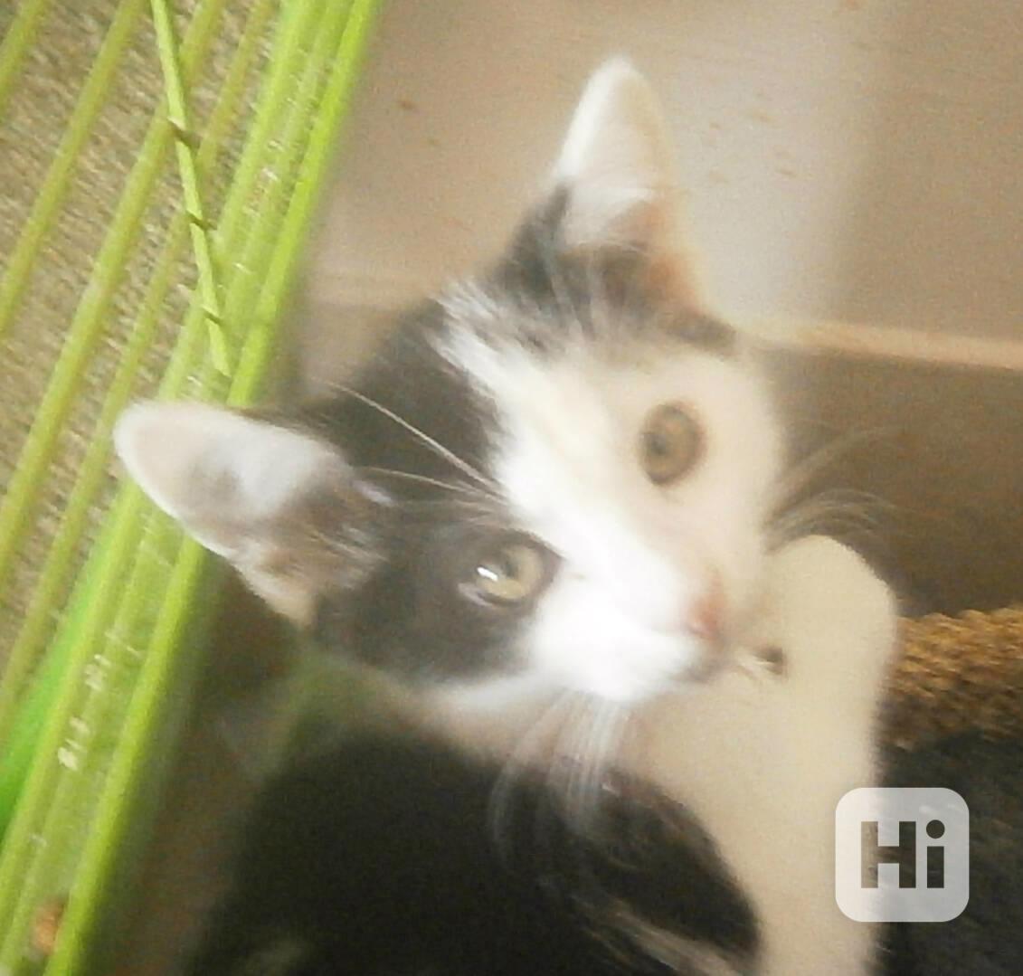 Moc milí, mazliví černobílí 2,5měsíční bráškové  - foto 1