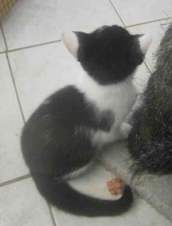 Moc milí, mazliví černobílí 2,5měsíční bráškové  - foto 4