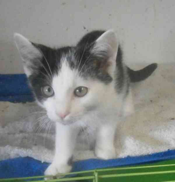 Moc milí, mazliví černobílí 2,5měsíční bráškové  - foto 2