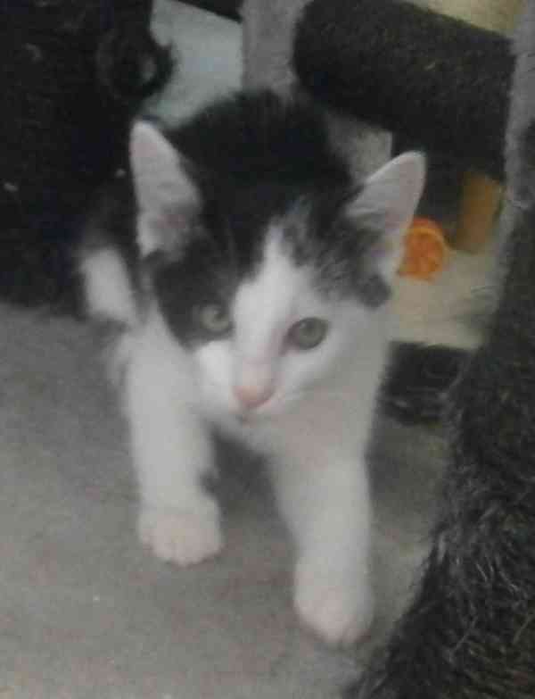 Moc milí, mazliví černobílí 2,5měsíční bráškové  - foto 3