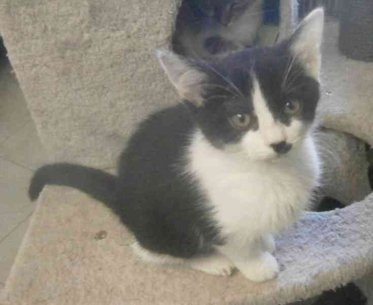 Moc milí, mazliví černobílí 2,5měsíční bráškové  - foto 7