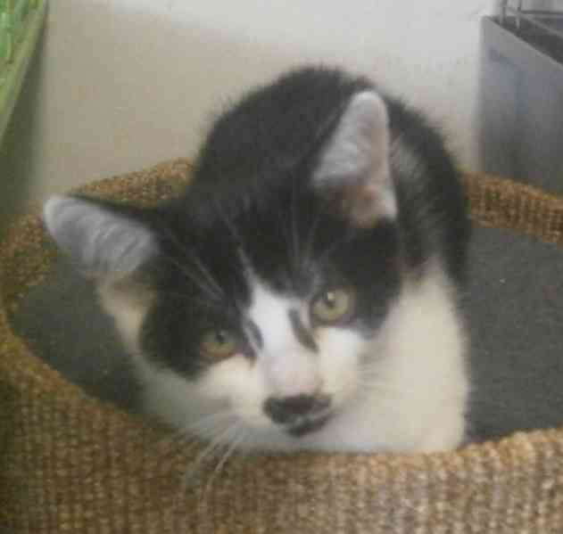 Moc milí, mazliví černobílí 2,5měsíční bráškové  - foto 5