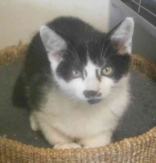 Moc milí, mazliví černobílí 2,5měsíční bráškové  - foto 6