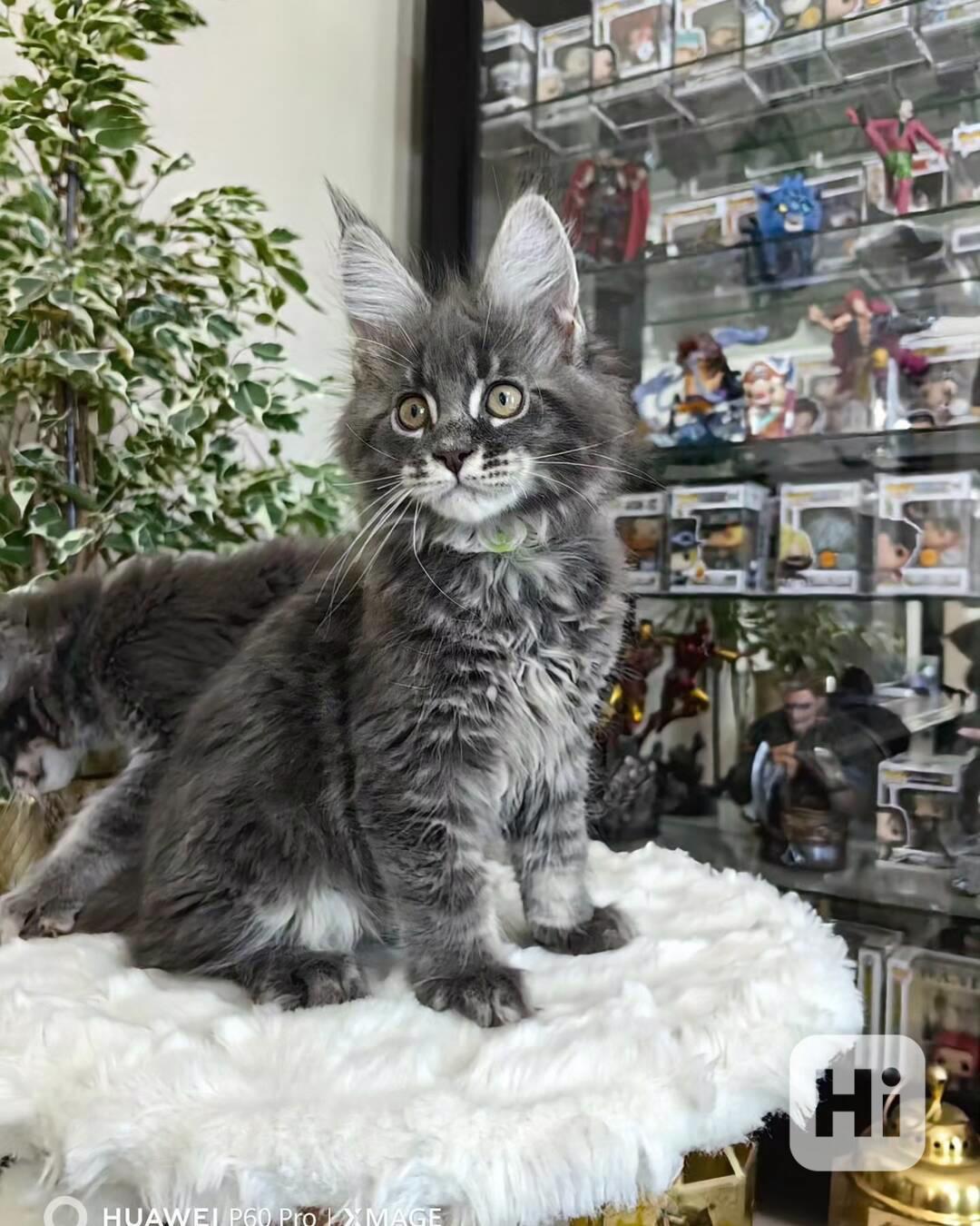  Rozkošné kotě Maine Coon na prode - foto 1