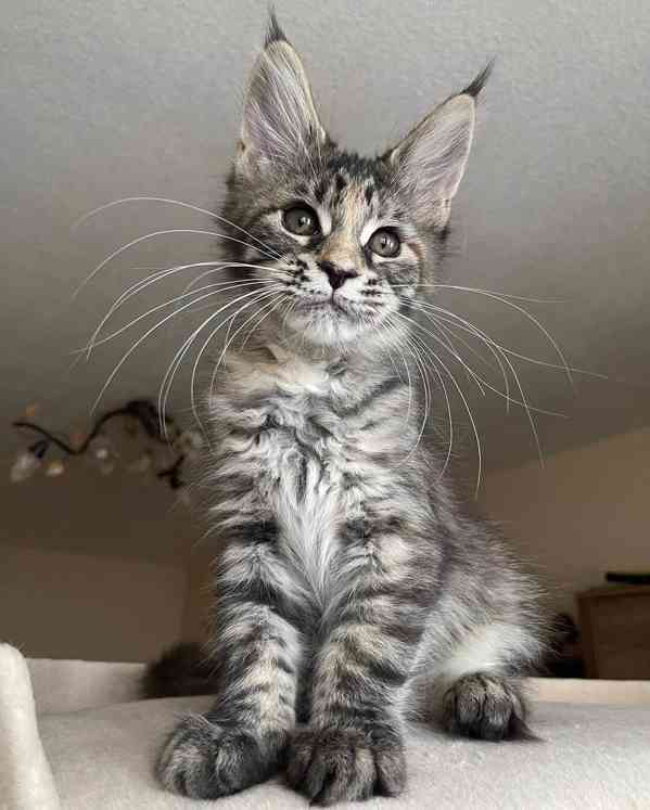  Rozkošné kotě Maine Coon na prode - foto 2