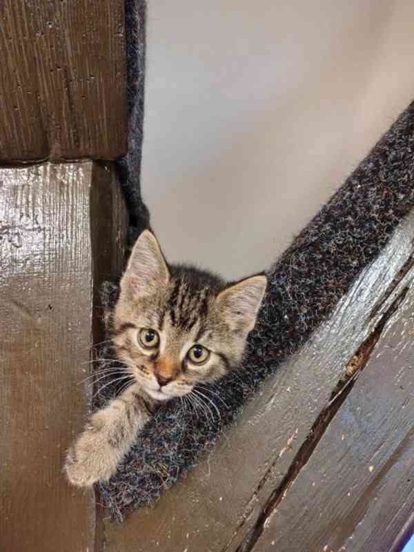 Mourovaný mazlík 2,5měsíční Satánek - foto 3