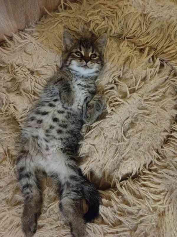 Mourovaný mazlík 2,5měsíční Satánek - foto 2