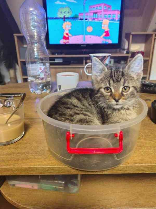 Mourovaný mazlík 2,5měsíční Satánek - foto 4