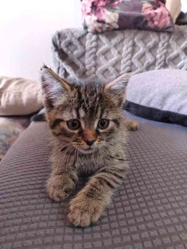 Mourovaný mazlík 2,5měsíční Satánek - foto 1