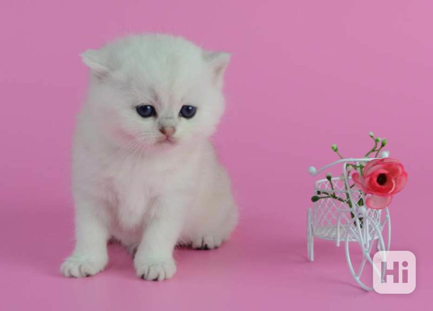 Perská koťata spp - foto 1