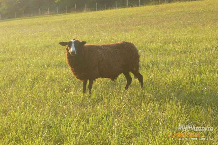 ovce zwartbles - foto 2