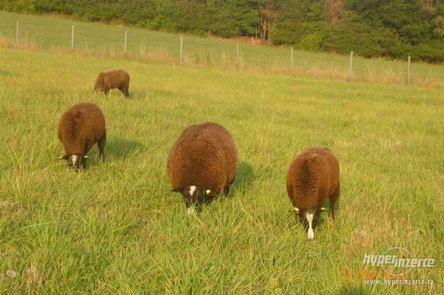 ovce zwartbles - foto 4