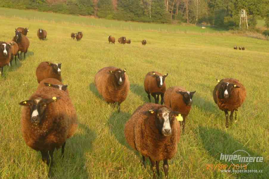 ovce zwartbles - foto 6