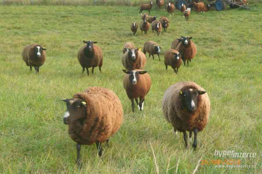 ovce zwartbles - foto 7