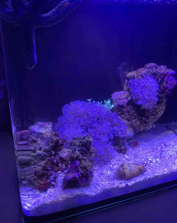 Nano mořské akvárium s hvězdicí i životem  - foto 1