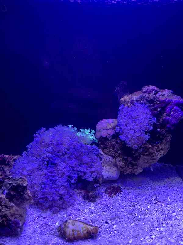 Nano mořské akvárium s hvězdicí i životem  - foto 2