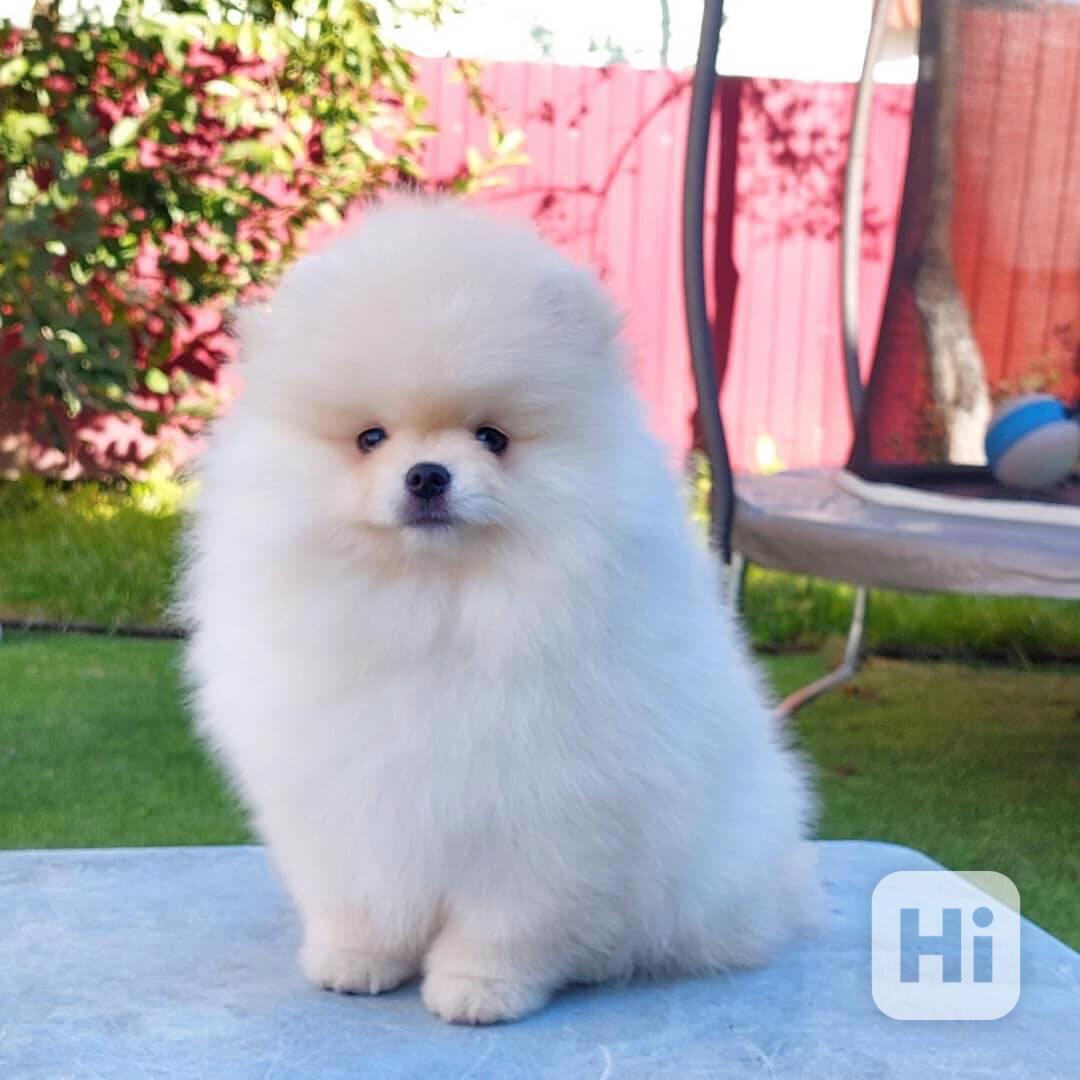 K dispozici zdravá, rozkošná štěňata pomeranianů - foto 1