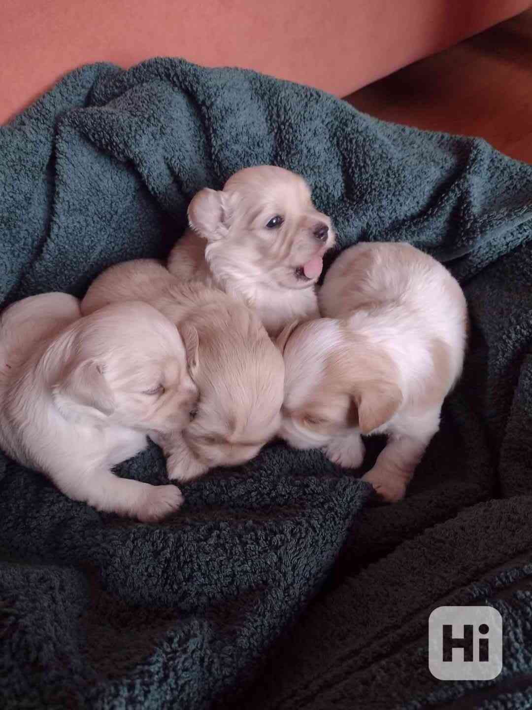 Havanský  psík - foto 1