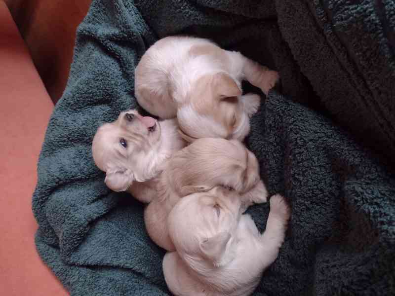 Havanský  psík - foto 1