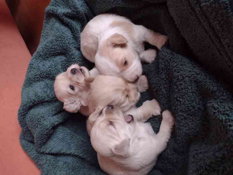 Havanský  psík - foto 2