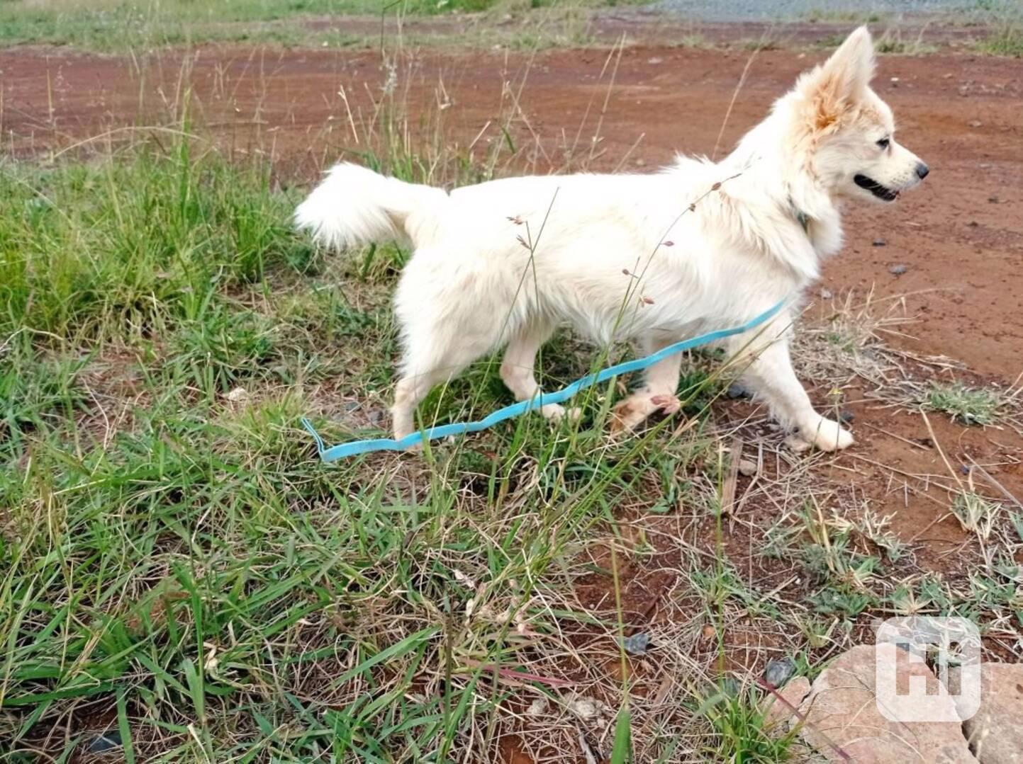 Wolf - Maltese  - foto 1