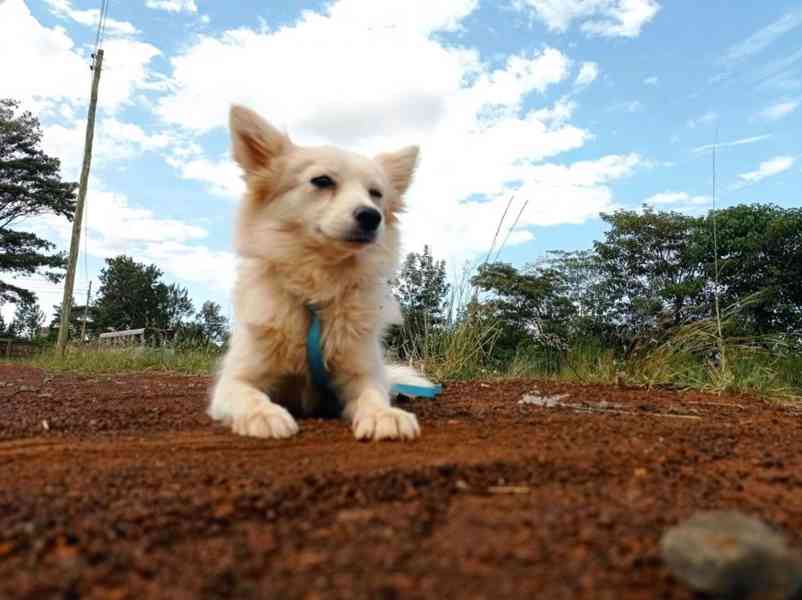 Wolf - Maltese  - foto 3