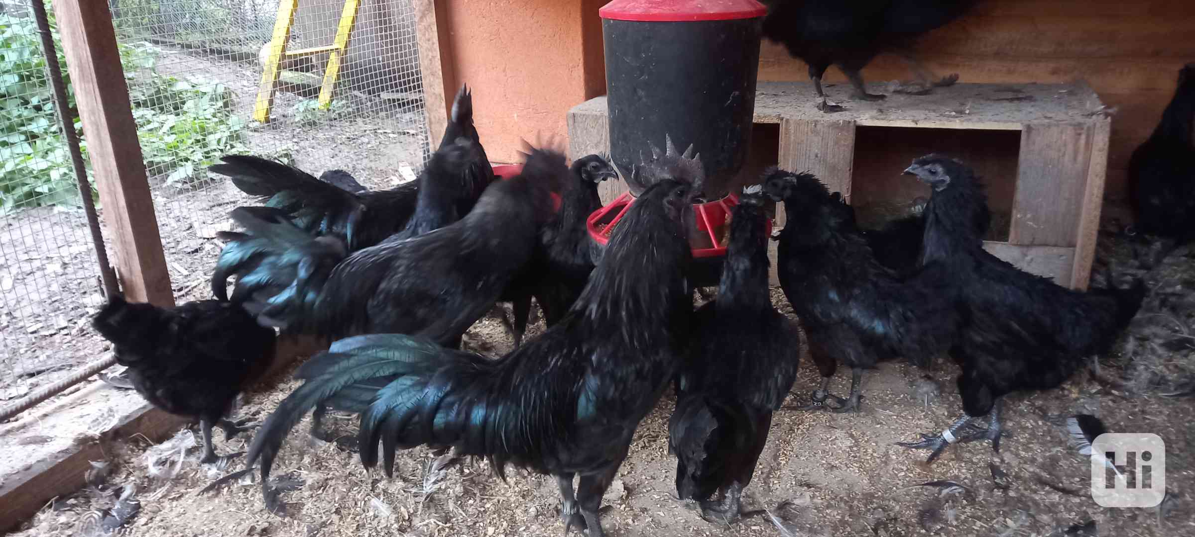 Ayam cemani - násadová vejce - foto 1
